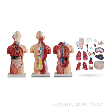 Modelo de anatomía de torso neutral en género